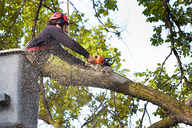 Best Tree Stump Removal  in Camp Point, IL